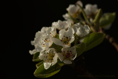 Peer bloesem / Pear Blossom
