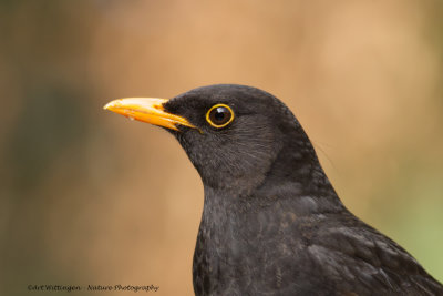 Turdus Merula / Merel / Common Blackbird