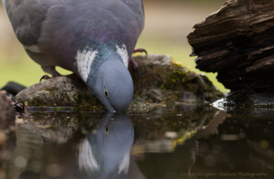 Columba palumbus / Houtduif / Wood pigeon