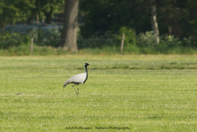 Jufferkraanvogel / Demoiselle crane