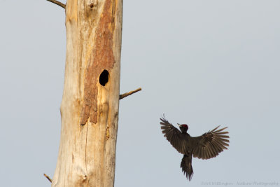 Dryocopus martius / Zwarte Specht / Black Woodpecker