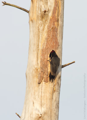 Dryocopus martius / Zwarte Specht / Black Woodpecker