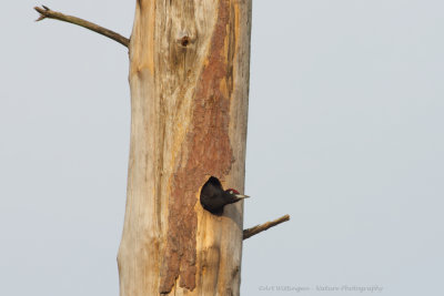 Dryocopus martius / Zwarte Specht / Black Woodpecker