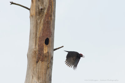 Dryocopus martius / Zwarte Specht / Black Woodpecker