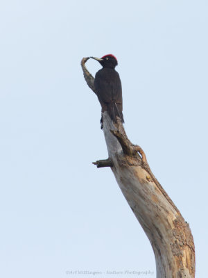 Dryocopus martius / Zwarte Specht / Black Woodpecker