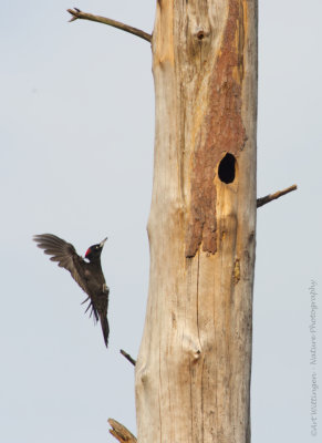 Dryocopus martius / Zwarte Specht / Black Woodpecker