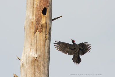 Dryocopus martius / Zwarte Specht / Black Woodpecker