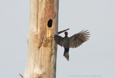 Dryocopus martius / Zwarte Specht / Black Woodpecker