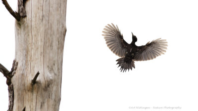 Dryocopus martius / Zwarte Specht / Black Woodpecker