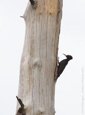 Dryocopus martius / Zwarte Specht / Black Woodpecker