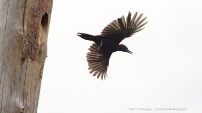 Dryocopus martius / Zwarte Specht / Black Woodpecker