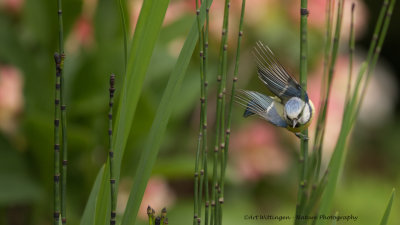 Cyanistes caeruleus / Pimpelmees / Blue Tit