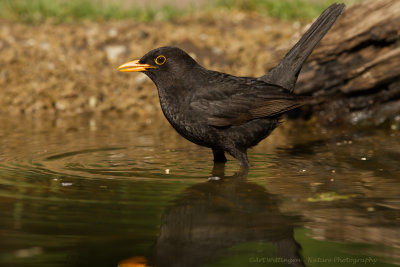 Turdus Merula / Merel / Common Blackbird