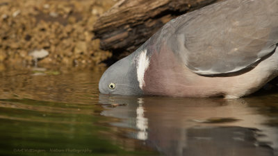 Columba palumbus / Houtduif / Wood pigeon