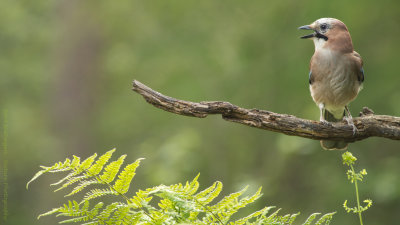 Garrulus Glandarius / Gaai / Eurasian Jay