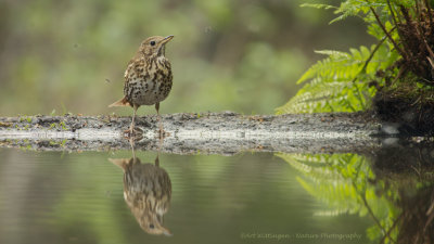 Turdus philomelos / Zanglijster / Song Thrush