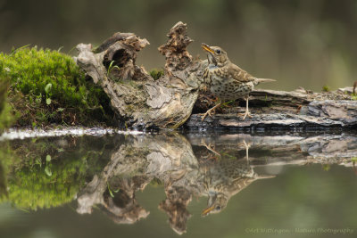 Turdus philomelos / Zanglijster / Song Thrush