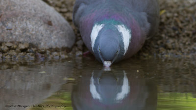 Columba palumbus / Houtduif / Wood pigeon