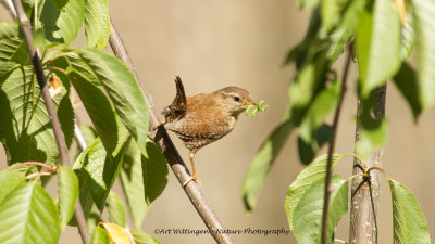 Troglodytes troglodytes / Winterkoning / Wren 