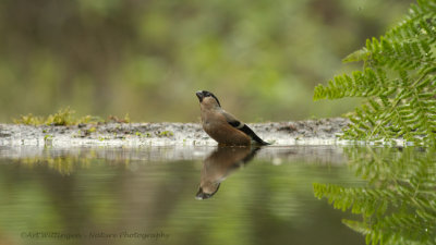 Pyrrhula pyrrhula / Goudvink / Eurasian bullfinch