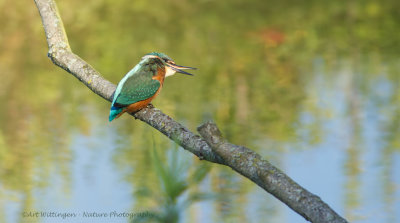 Alcedo atthis / IJsvogel / Kingfisher