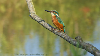 Alcedo atthis / IJsvogel / Kingfisher