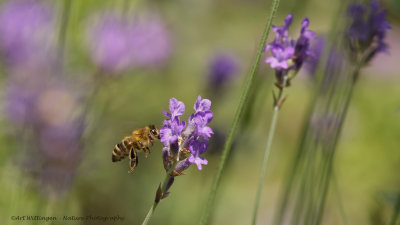 Apis mellifera / Honingbij / Western honeybee