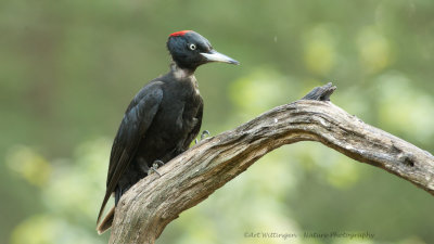 Dryocopus martius / Zwarte Specht / Black Woodpecker