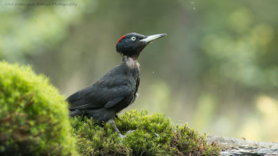 Dryocopus martius / Zwarte Specht / Black Woodpecker