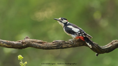 Dendrocopos Major / Grote Bonte Specht / Great Spotted Woodpecker