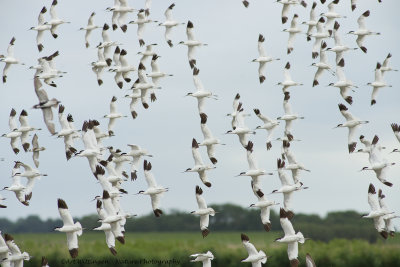 Recurvirostra avosetta / Kluut / Pied Avocet