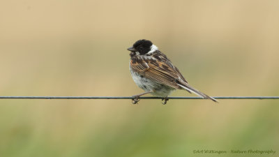 Rietgors / Common Reed Bunting