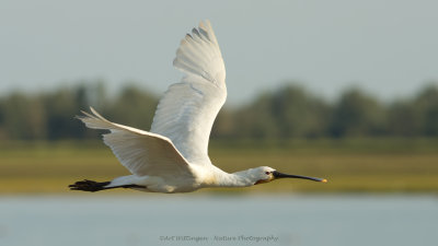 Platalea Leucorodia / Lepelaar / Eurasian Spoonbill