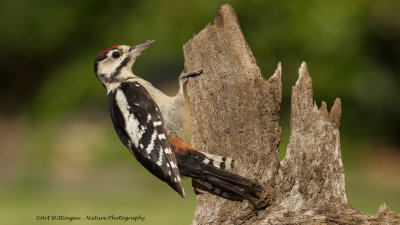 Dendrocopos Major / Grote Bonte Specht / Great Spotted Woodpecker