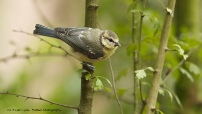 Cyanistes caeruleus / Pimpelmees / Blue Tit