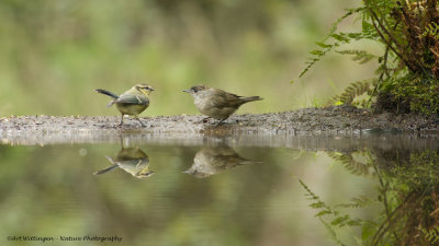 Cyanistes caeruleus / Pimpelmees / Blue Tit  vs Sylvia atricapilla / Zwartkop / Blackcap