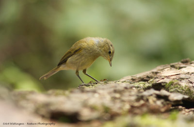 Phylloscopus collybita / Tjiftjaf / Northern Chiffchaff 