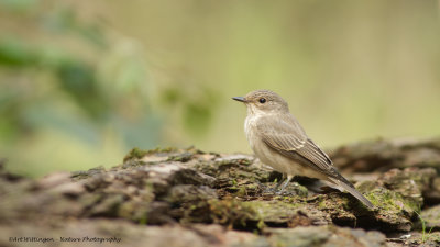 Grauwe Vliegenvanger /  Spotted Flycatcher