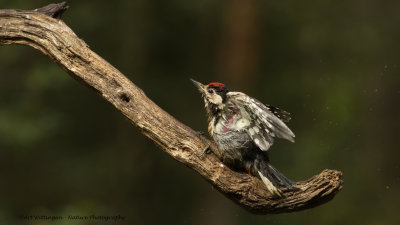 Dendrocopos Major / Grote Bonte Specht / Great Spotted Woodpecker