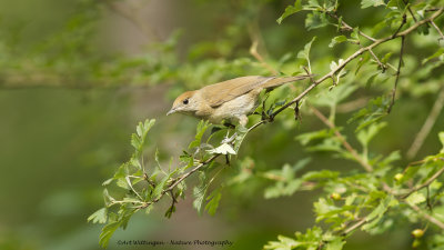 Sylvia atricapilla / Zwartkop / Blackcap