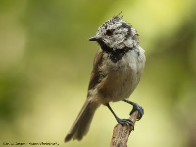 Parus cristatus / Kuifmees / Crested Tit