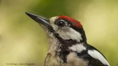 Dendrocopos Major / Grote Bonte Specht / Great Spotted Woodpecker