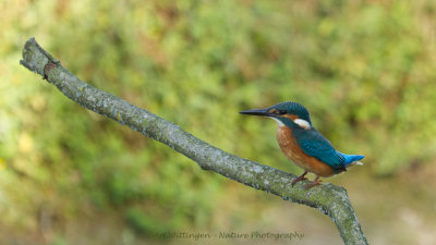 Alcedo atthis / IJsvogel / Kingfisher