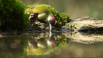 Picus Virdis / Groene Specht / Green Woodpecker