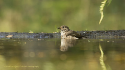 Muscicapa striata / Grauwe Vliegenvanger /  Spotted Flycatcher