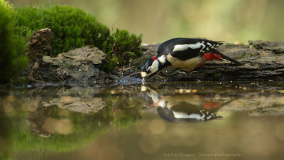 Dendrocopos Major / Grote Bonte Specht / Great Spotted Woodpecker