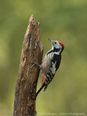 Dendrocopos medius / Middelste bonte Specht / Middle spotted woodpecker