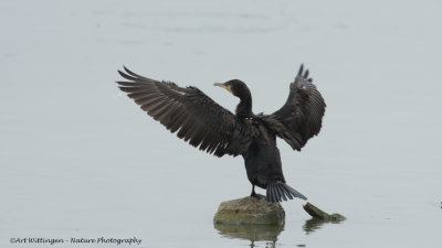 Phalacrocorax carbo / Aalscholver / Great Cormorant