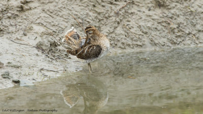 Gallinago gallinago / Watersnip / Snipe