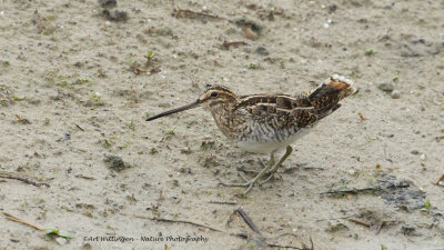 Gallinago gallinago / Watersnip / Snipe